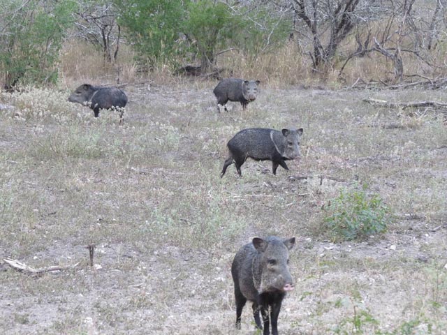Kingsville, Texas